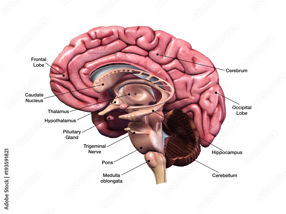 <p>Sagittal Plane</p>