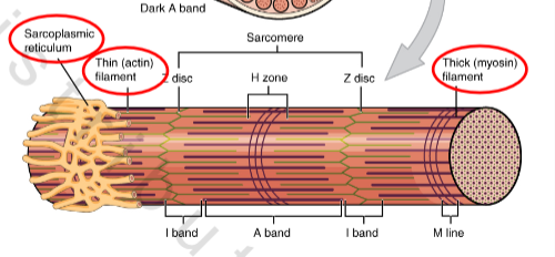 <p>Muscle fiber cytoplasm</p><p>o High concentrations of proteins &amp; mitochondria</p><p>o <strong>Sarcoplasmic reticulum</strong>: Muscle fiber endoplasmic reticulum</p><p>• Repositories of Ca2+: controls calcium/release or suck back to reticulum</p>