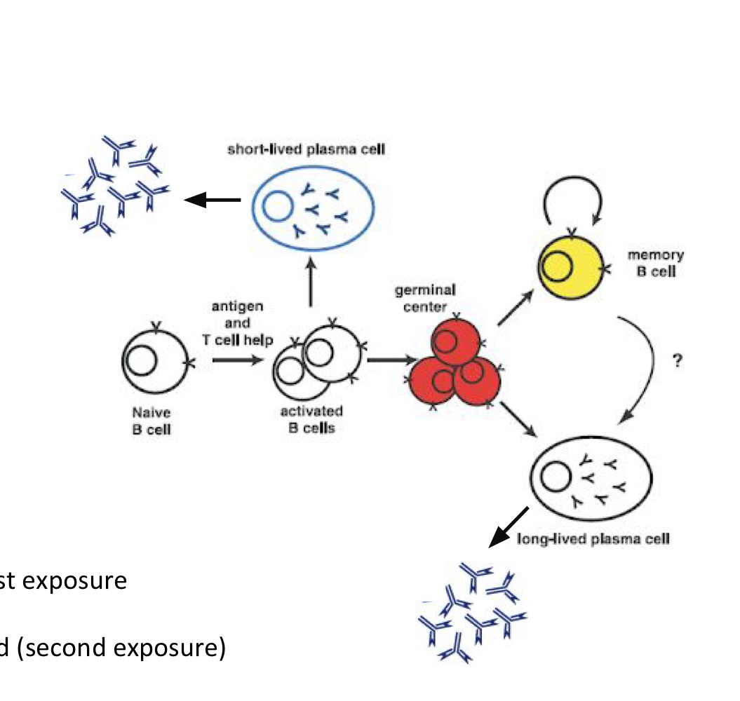 <p><strong>1</strong>. <strong>Plasma cells</strong></p><ul><li><p><strong>A. Short lived plasma cells</strong></p><ul><li><p>Circulating → 60% of plasma cells</p></li><li><p>Produce antibody, 2,000/sec</p></li><li><p>Role to clear CURRENT infection</p></li></ul></li></ul><p></p><ul><li><p><strong>B. Long lived plasma cells</strong></p><ul><li><p>Return to and reside in <strong>Bone Marrow</strong></p></li><li><p><strong>Half ½ life greater than 6 months (last a while, but not entire lifetime)</strong></p></li><li><p><strong>Continuous synthesis of antibody</strong></p><ul><li><p>Antibody titers/vaccine effectiveness/past exposure</p></li><li><p>Shared w/ fetus</p></li><li><p>Allows for rapid antibody binding if re-infected (second exposure)</p></li></ul></li></ul></li></ul><p></p><ul><li><p><strong>2.</strong> <strong>Memory B-cells for (future infections)</strong></p></li></ul><p></p>