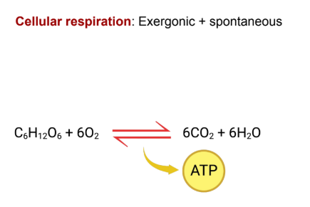 <p>Exergonic</p><p>Spontaneous</p>