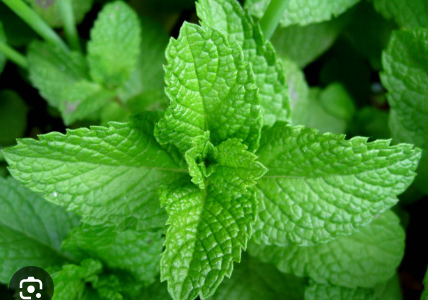 <ul><li><p>extremely aggressive</p><ul><li><p>borderline invasive</p></li></ul></li><li><p>square stem</p></li><li><p>smell it</p></li></ul><p></p>