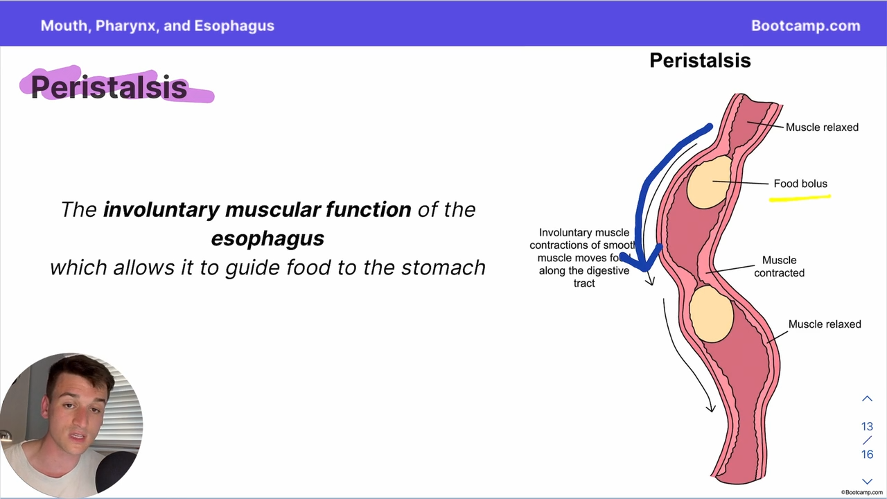 <p>involuntary muscular function of the esophagus which allows it to guide food to the stomach </p>