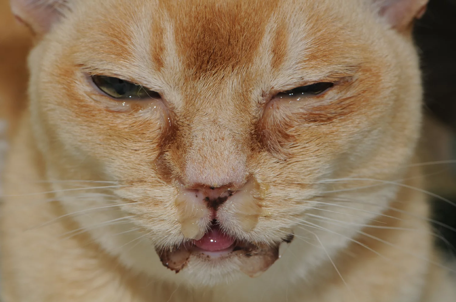 <p>Feline Herpesvirus 1 (FHV-1)</p>