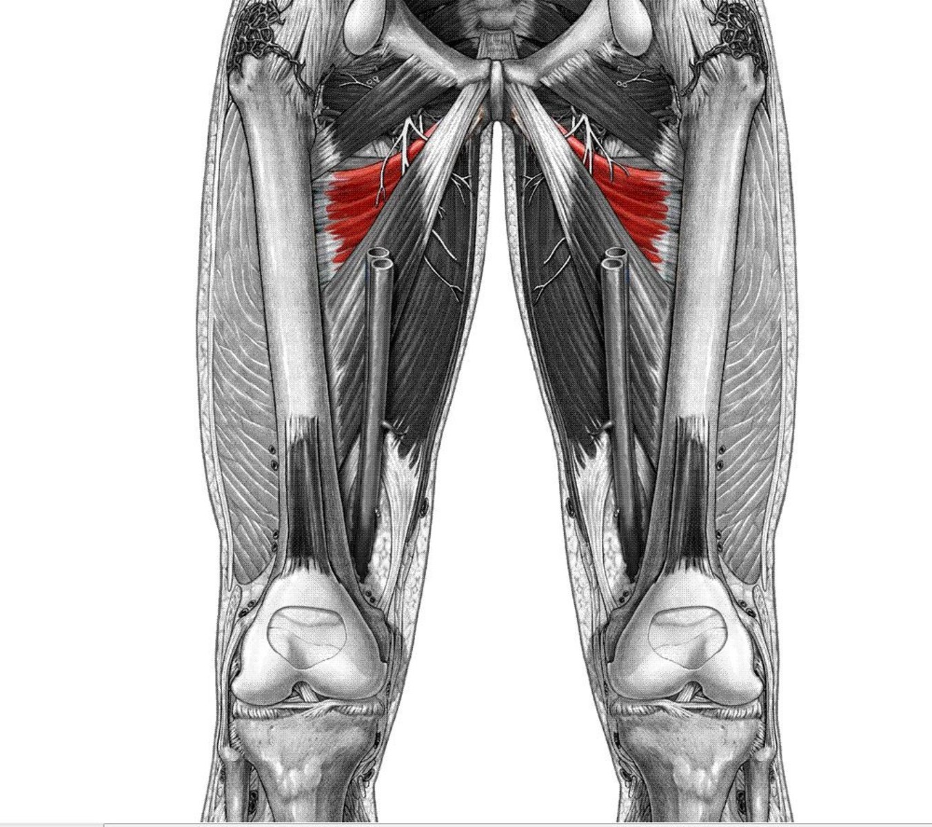 <p>adducts, flexes, and laterally rotates thigh</p>