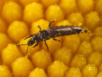 <p>Identify the insect and order</p>