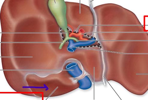 <p>where the liver physically touches the diaphragm</p>