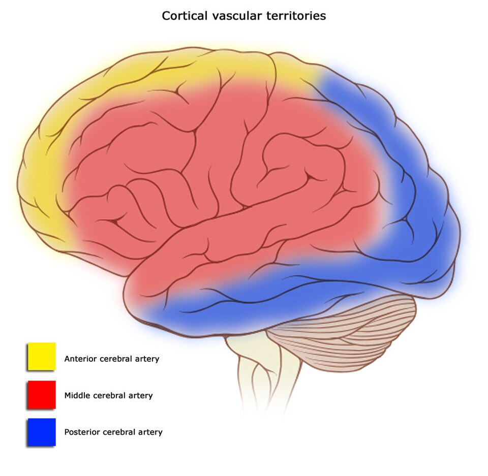 <p>Know the cerebral arteries</p>