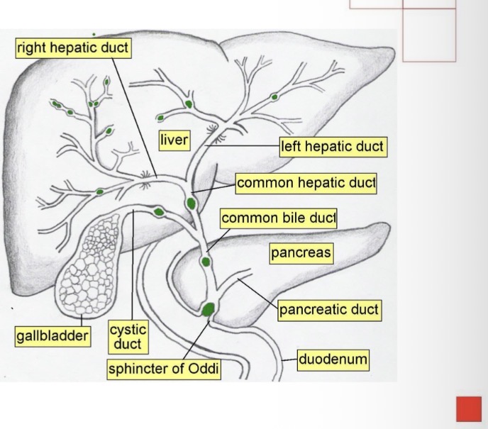 <p>The gallbladder is a sac located in a depression on the posterior surface of the right lobe of the liver, called cystic fossa</p>