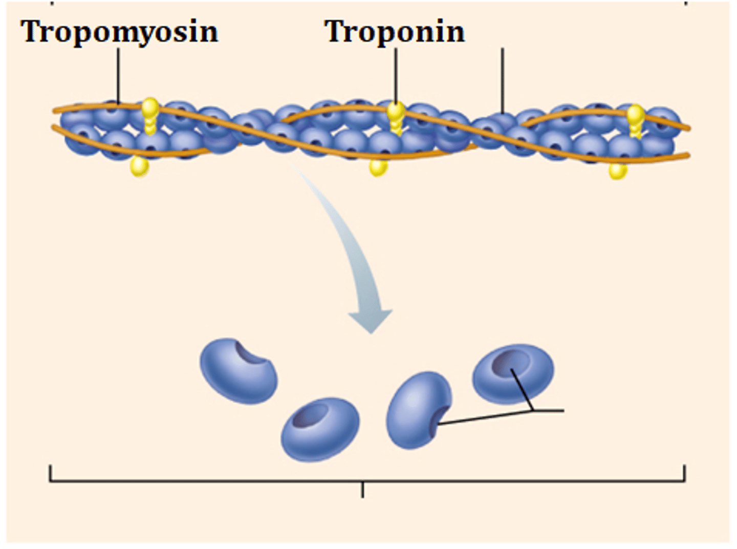 <p>tropomyosin &amp; troponin</p>