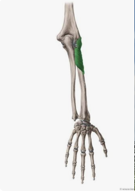 <p>O: Lateral epicondyle of the humerus; supinator crest of the ulna</p><p>I: Posterior surface of radius</p><p>A: Supination of the forearm</p><p>N: Radial nerve</p>