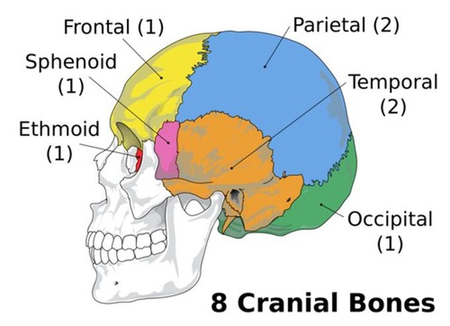 <p>8 bones.</p>