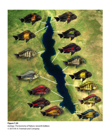 <p><span>he evolution of new species without</span><br><span>geographic isolation.</span></p>