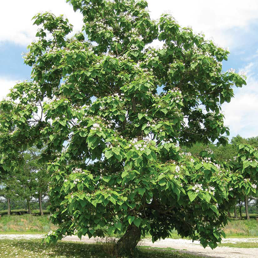 <p>What is the common name, genus and species, &amp; family of this plant?</p>