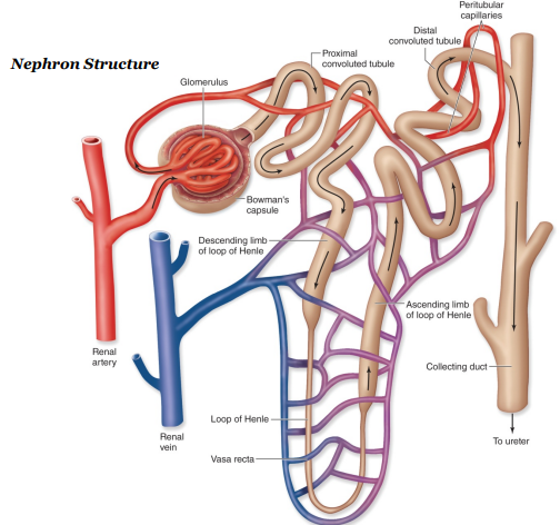 <ul><li><p><strong>Proximal convoluted</strong> <strong>tubule (PCT)</strong></p><ul><li><p>Lined with <strong>microvilli</strong> to <u>increase surface area</u></p></li><li><p>Has many <strong>mitochondria</strong> to <u>provide ATP for active transport</u></p></li></ul></li><li><p><strong>Nephron loop (aka the loop of Henle)</strong></p><ul><li><p>Carries the <strong>filtrate</strong> from the proximal tubule to the distal tubule</p></li><li><p>Descends into the medulla of the kidney</p></li><li><p>The <strong>concentration</strong> <strong>gradient</strong> of salt increases as you move down the medulla of the kidney</p></li></ul></li><li><p><strong>Distal convoluted tubule</strong></p><ul><li><p>Conducts urine from the loop of Henle to the collecting duct</p></li><li><p>It is the final place where blood pH and ions are balanced</p></li></ul></li><li><p><strong>Collection duct</strong></p><ul><li><p>Collects urine and carries it into the renal pelvis to the ureter</p></li><li><p>This is where the final water balance of the blood occurs</p></li></ul></li></ul><p></p>