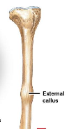 <p>Compact Bone Formation</p>