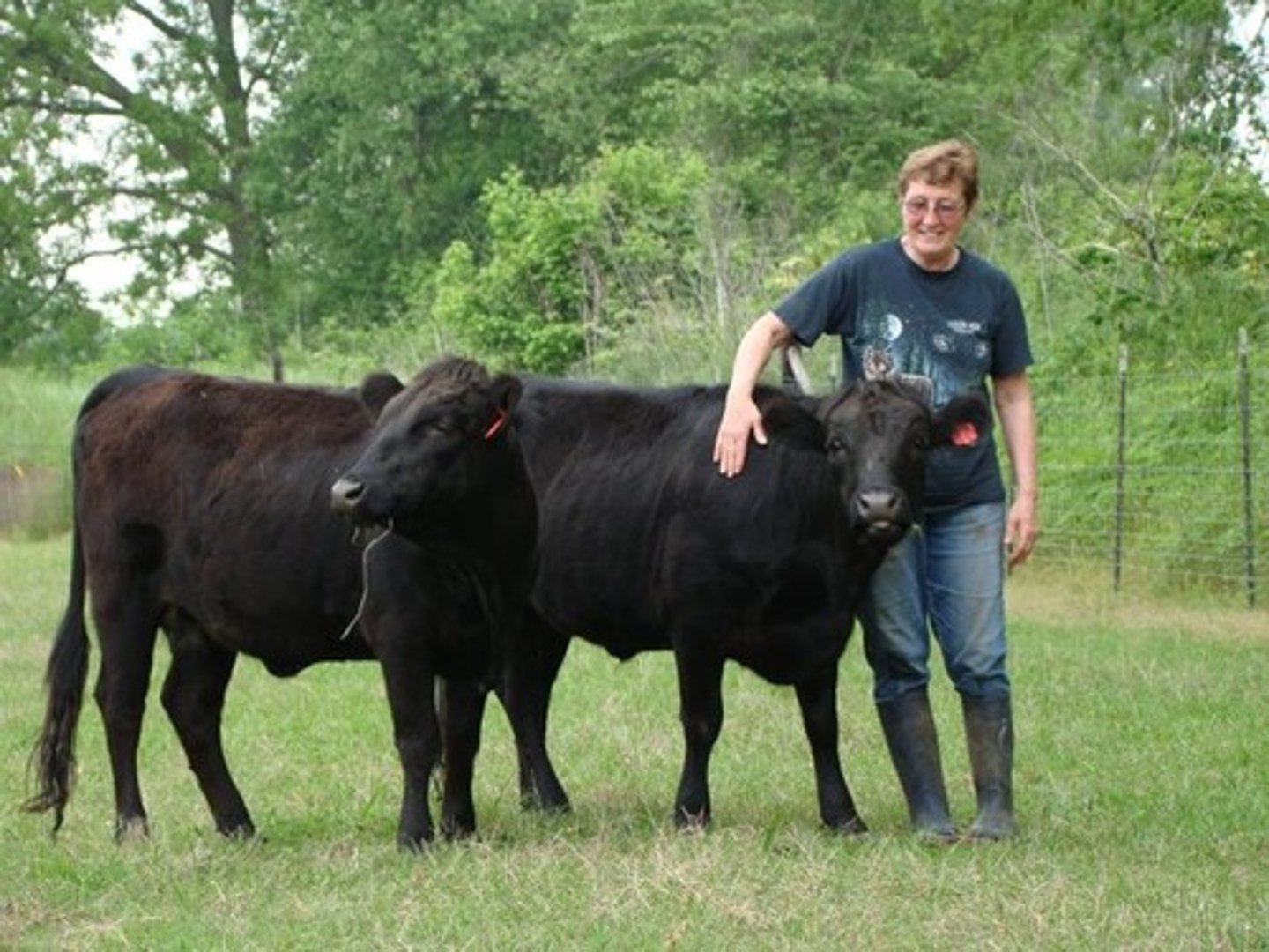 <p>Breed affected: Dexter</p><p>Appearance: Shorter than normal cattle (Dexter breed already short)</p><p>-Heterozygotes are slightly shorter than normal calves</p><p>Test: N/A</p>