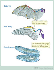<p>Same function/purpose but different structure.</p><p>Ex: a birds wing and a bats wing. Serves the same purpose (ie: helps them fly) however they are structurally different.</p>