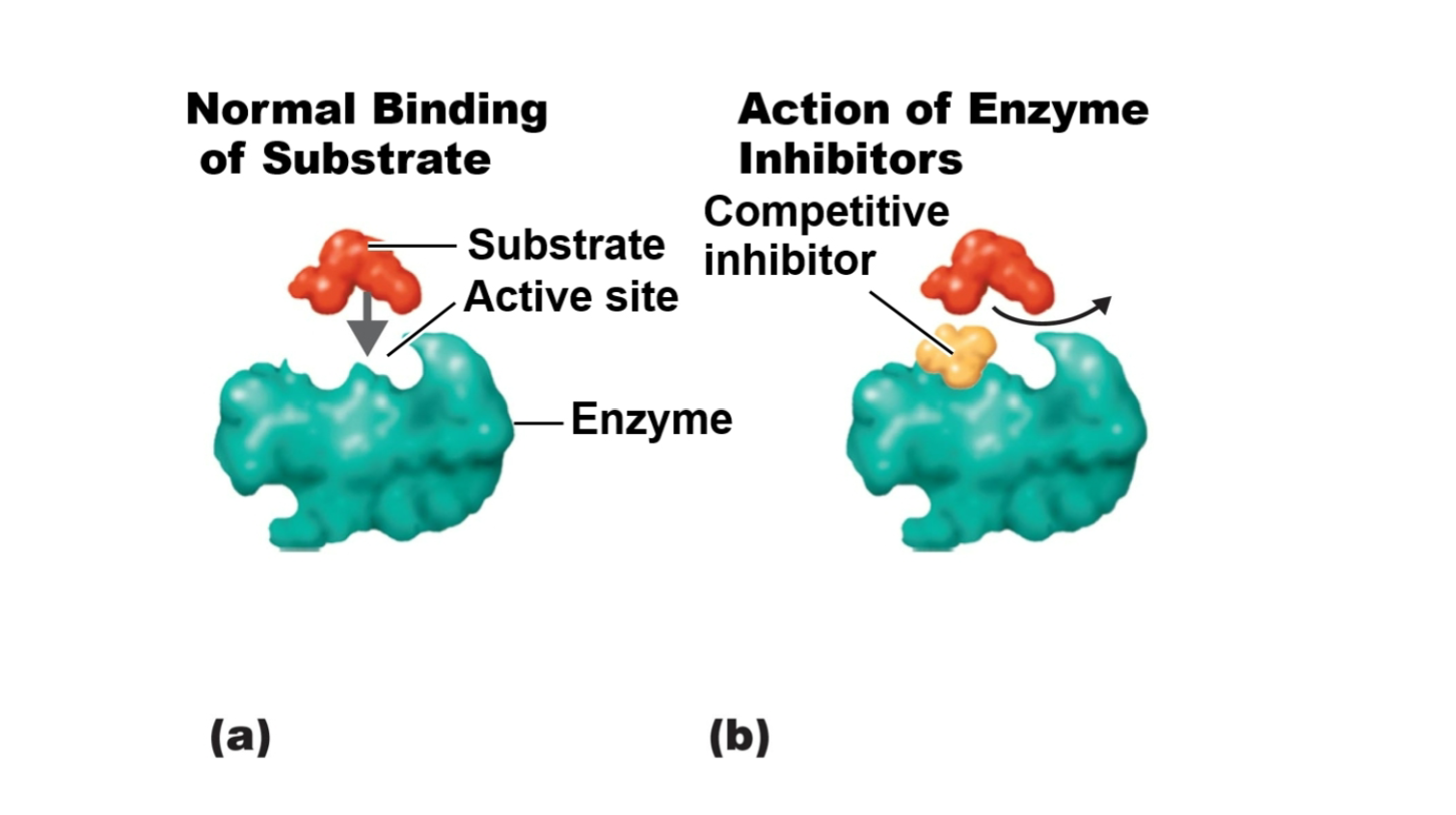 <p>Slows reaction due to inhibitor competing against substrates for the target enzyme’s <strong>active site</strong></p>