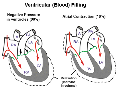 <p>AV valves are open</p><p>Aortic and pulmonary valves are closed</p>