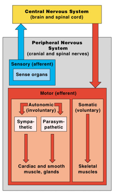 <p>What biological concept in biology this diagram is related?</p>