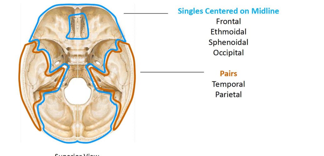 <p>The Bilateral Pairs!</p><ol><li><p>Tempral</p></li><li><p>Parietal</p></li></ol><p></p>