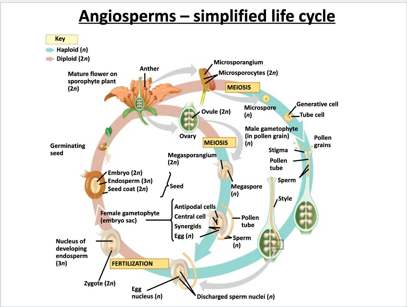 <p>1. Mature microsporangia and megasprangie undergo MEIOSIS --> 2 types of spores</p><p>2. In anther, microspores --> male gametophyte/pollen grain; in ovary, megaspores --> female gametophyte (makes egg)</p><p>3. Pollination</p><p>4. Fertilization --> zygote --> fruit surrounded SEED</p><p>5. Seed dispersal</p><p>Sporophyte dominant </p>