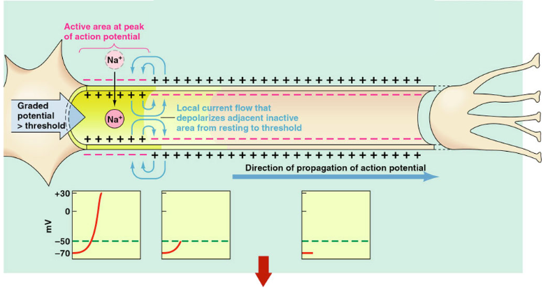 <p>Propagation of action potentials in unmyelinated fibers by spread of locally generated depolarizing current to adjacent regions of membrane, causing it to depolarize</p>