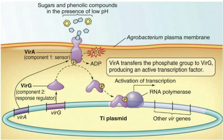 <p>Causes tumours on plants, which led to a revolution in plant biotechnology</p><ul><li><p><strong><em>vir genes</em></strong> found on the Ti plasmid</p><ul><li><p>Only expressed under conditions similar to a plant wound site (sugars and phenolic compounds in the presence of low pH)</p></li><li><p><strong><em>virA/virG </em></strong>are required for expression of the other virulence genes.</p><ul><li><p><strong><em>VirA</em></strong> is a transmembrane HPK (histidine protein kinase) protein</p></li><li><p><strong><em>VirG</em></strong> is a transcriptional activator RR protein.</p></li></ul></li><li><p><u>How it works:</u> VirA senses the signal, adds a phosphate to VirG → VirG becomes active → turns on the other vir genes needed for infection.</p></li></ul></li></ul><p></p>