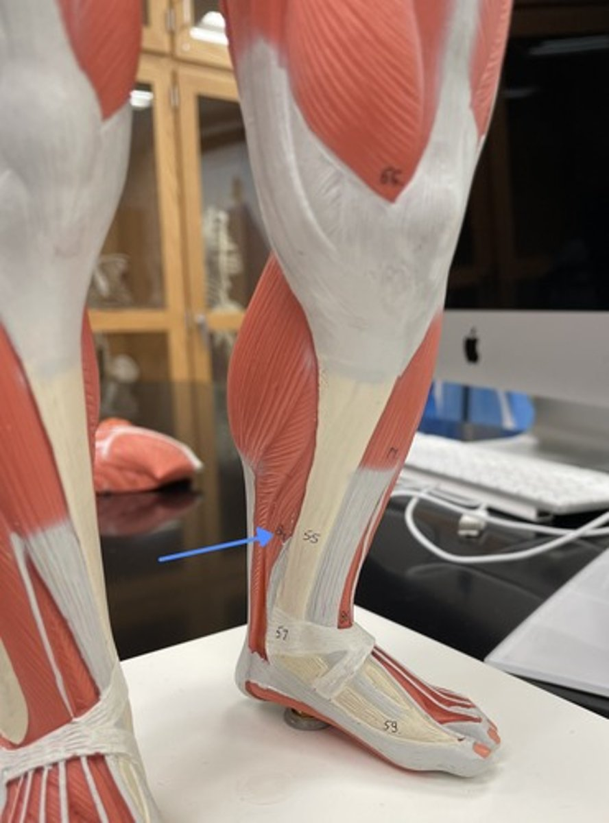 <p>flexor digitorum longus</p><p>origin:</p><p>insertion:</p><p>action:</p>