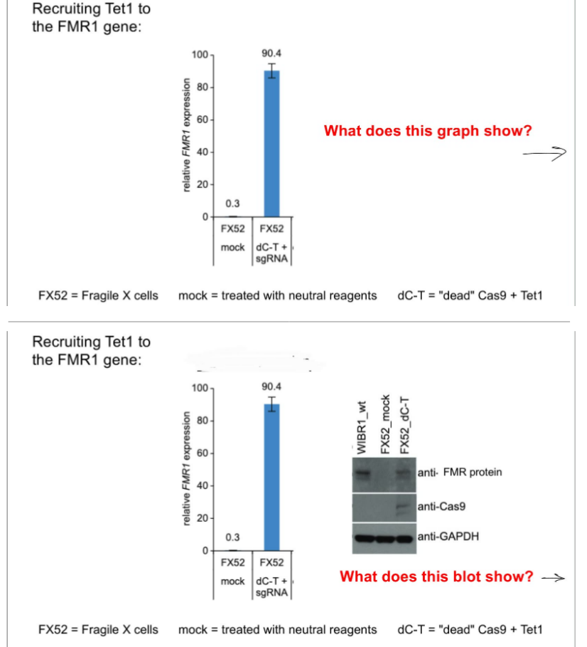 <p><u>for the CRISPR-Cas9 approach to reverse silencing of FMR1 gene in FXS: w/ enzyme-dead Cas9</u></p><p>what is the method involving enzyme-dead Cas9?</p><p>state the steps of this CRISPR-Cas9 approach to reverse FMR1 silencing in FXS (1 step w/ 2 results)</p><p>_</p><p>answer the 2Qs in pic (don’t have to explain/self-explanatory)</p>