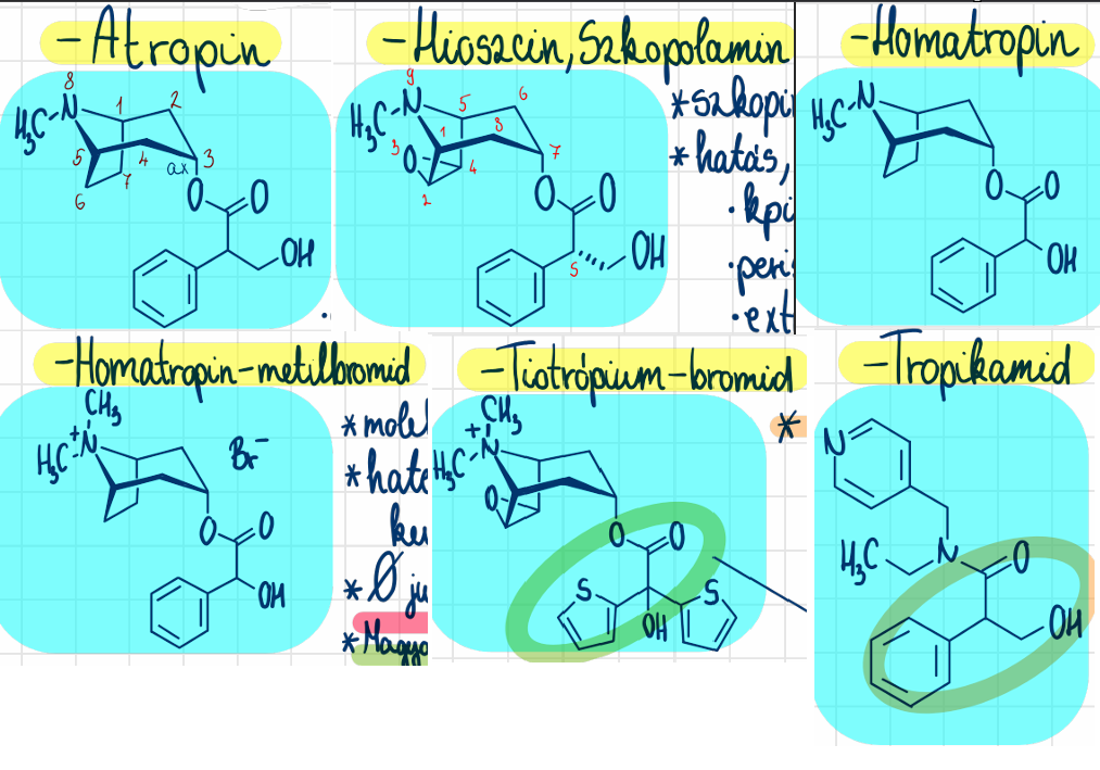 <p>atropin <br>homatropin <br>homatropin-metilbromid <br>szkopolamin <br>tiotrópium-bromid (Spiriva) <br>tropikamid (Unitropic)</p>