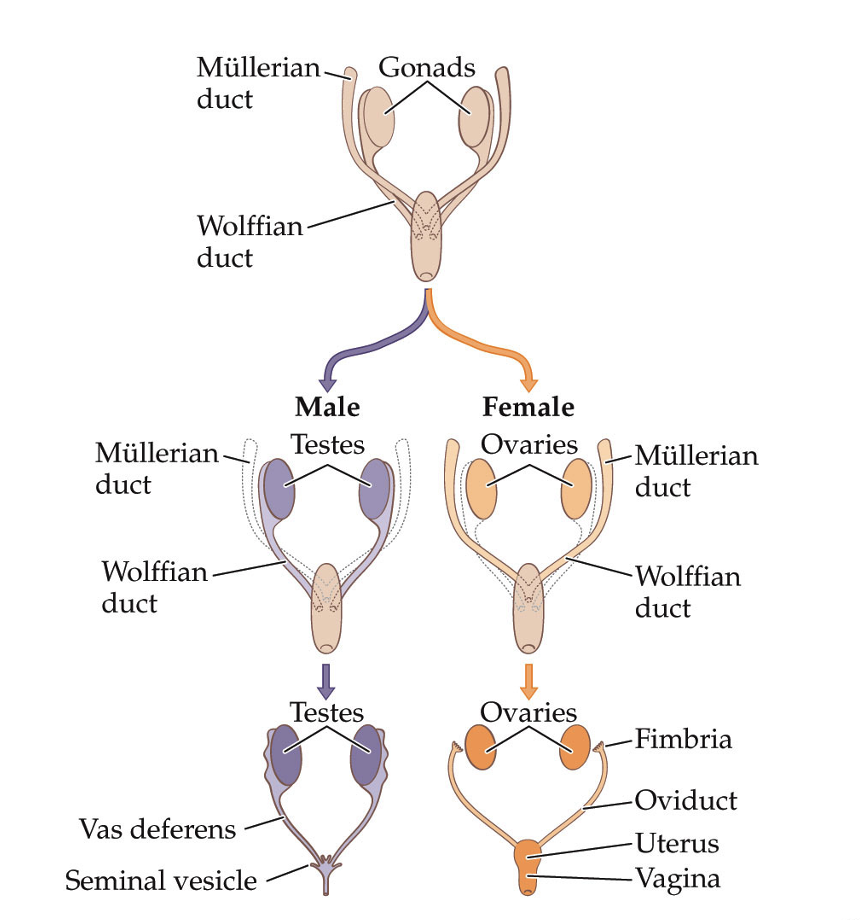 <ul><li><p>Sperm and ova originate from a group of cells called the yolk sac</p></li></ul><ul><li><p>At 6 weeks postconception, two sets of ducts run from each gonad to the future site of the external genitalia</p><ul><li><p>Wolffian ducts</p></li><li><p>Müllerain ducts</p></li></ul></li><li><p>Male embryos must regress their Müllerian ducts and development of their Wolffian duct structure must proceed</p></li><li><p>Female embryos must regress their Wolffian duct structures and development of their Müllerian ducts must proceed</p></li></ul><p></p>