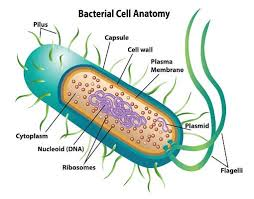 <p>prokaryotic cells characteristics</p>