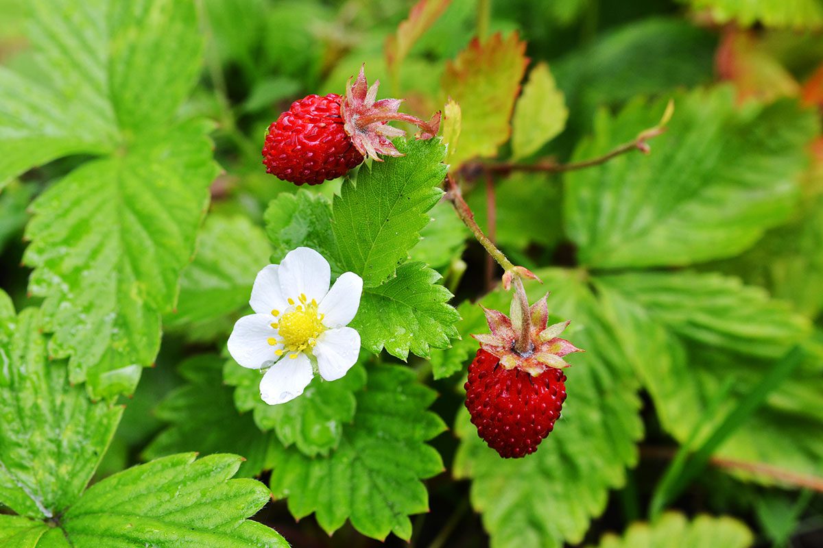 <p>Low-growing, spreading by slender runners, forming loose colonies. Leaves basal, divided into 3 toothed leaflets. Flowers white with 5 rounded petals surrounding yellow centers</p>