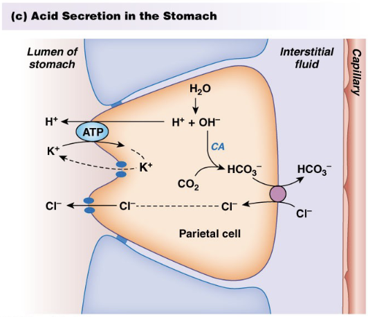 <p><strong><u>Motility</u></strong>: </p><ul><li><p>Peristalsis and movement of food to intestines</p></li><li><p>Pyloric valve /sphincter</p></li></ul><p><strong><u>Secretions</u></strong></p><ul><li><p>Acid, intrinsic factor</p></li><li><p><strong>Pepsinogen</strong> (proteins), <strong>gastric lipase</strong> (fats) ← enzymes</p></li><li><p><strong>Somatostatin</strong> (hormone: inhibits acid secretion)</p></li><li><p><strong>Gastrin</strong> (hormone: stimulates acid secretion) → causes <strong>protein</strong> <strong>degradation</strong> making them easier to digest</p></li><li><p><strong>mucus and bicarbonate</strong>: protects stomach from acid (buffer</p></li></ul><p></p>
