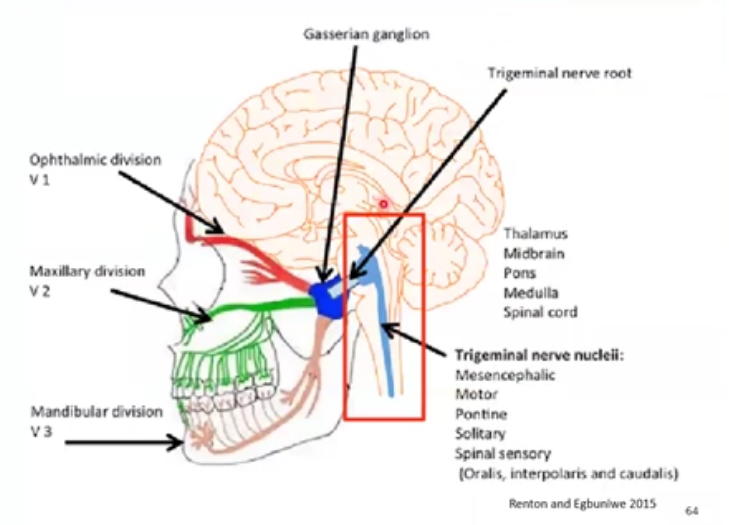 <p>exits through 2 routes </p><p>sensory root and motor root </p>