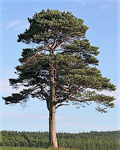 <ul><li><p>Kieferngewächs, immergrün</p></li><li><p>abgeflachte Krone</p></li><li><p>30-40 m hoch</p></li><li><p>Nadeln paarweise, lang und dünn</p></li><li><p>wächst natürlich auf Dünen, Felsschutthängen und in Mooren</p></li><li><p>anspruchslos</p></li><li><p>Harz schützt vor Schädlingen und Verletzungen</p></li><li><p>Holz gut für Zunder</p></li><li><p>beliebt für Möbel</p></li></ul><p></p>