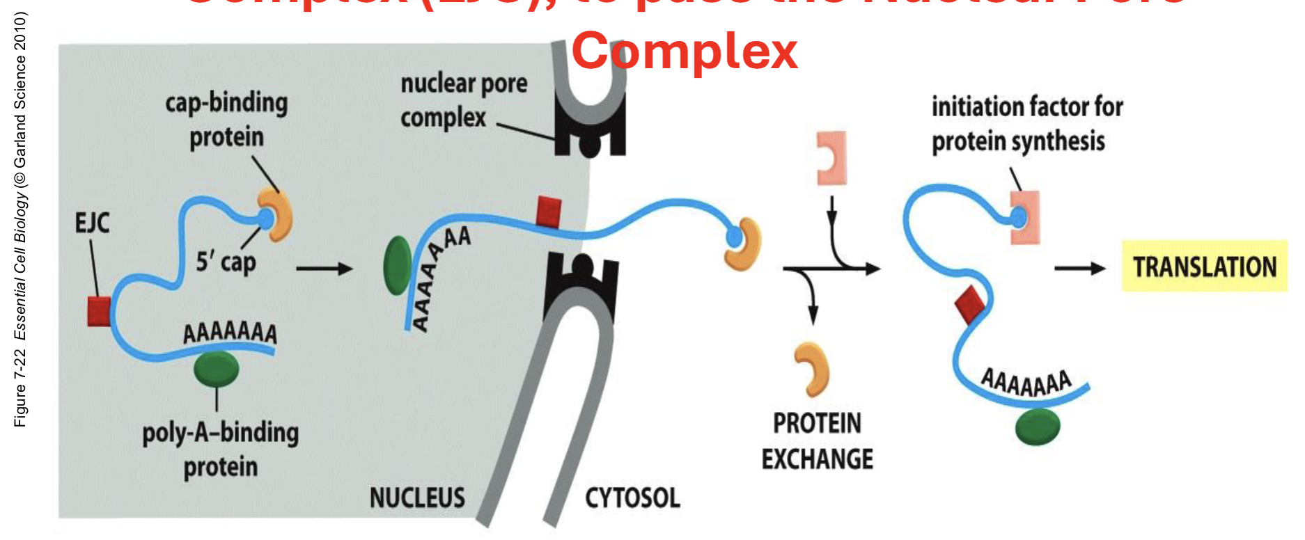 <p>mRNA transport</p>