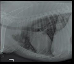 <p>Discrete masses within the pulmonary parenchyma best describes WHICH pattern?</p>