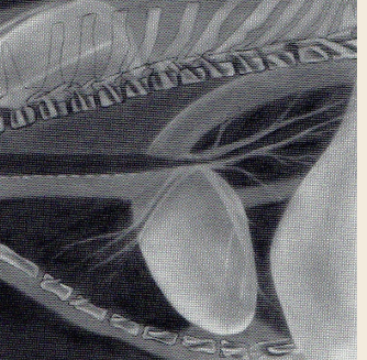 <p>Deep narrow-chested breed</p>