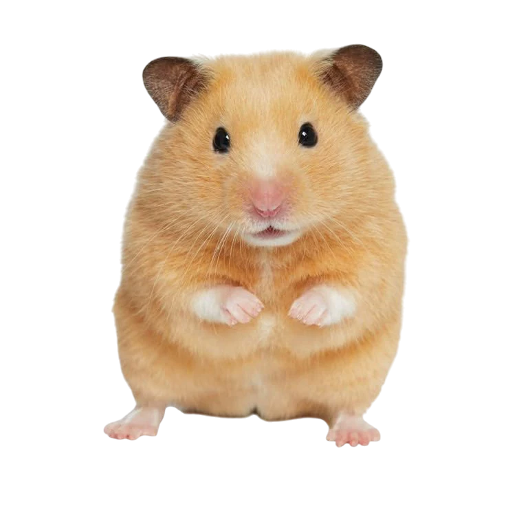 <p>a hamster</p>