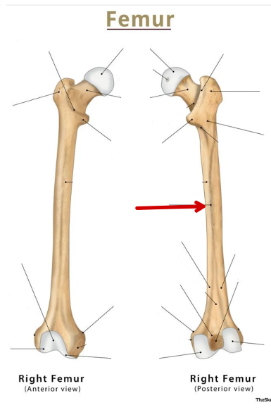 <p>Femur</p>