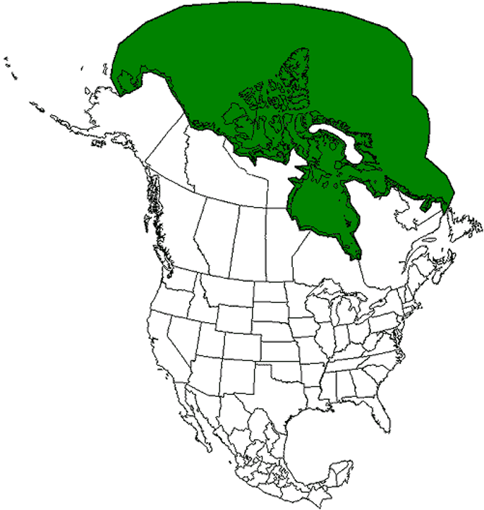 <p>Polar bear</p><p>seals, occasional greens</p><p>federally threatened</p><p>arctic tundra, sea ice</p><p>symbol of eco health</p>