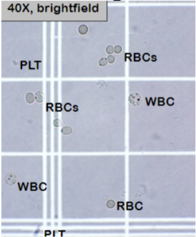 <ul><li><p><span style="background-color: transparent;">40x objective and low light, count cells in all 9 squares on each side of hemocytometer = 18 mm^2 </span></p></li><li><p><span style="background-color: transparent;">Cells counted on each side must agree +/- 20%</span></p></li></ul><p></p>