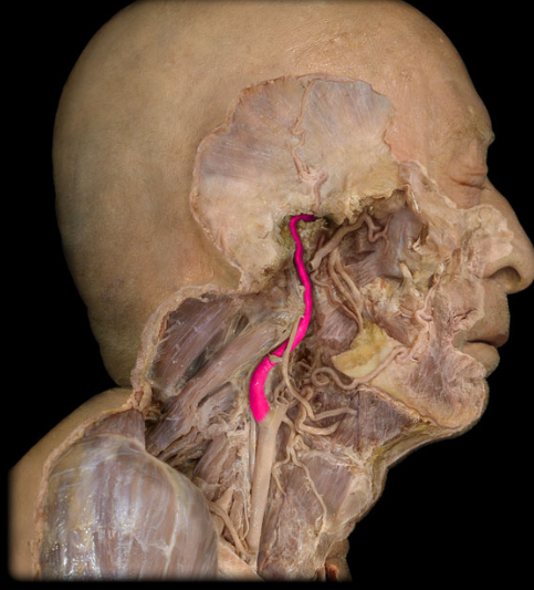 <p>carries blood directly to the internal skull</p>