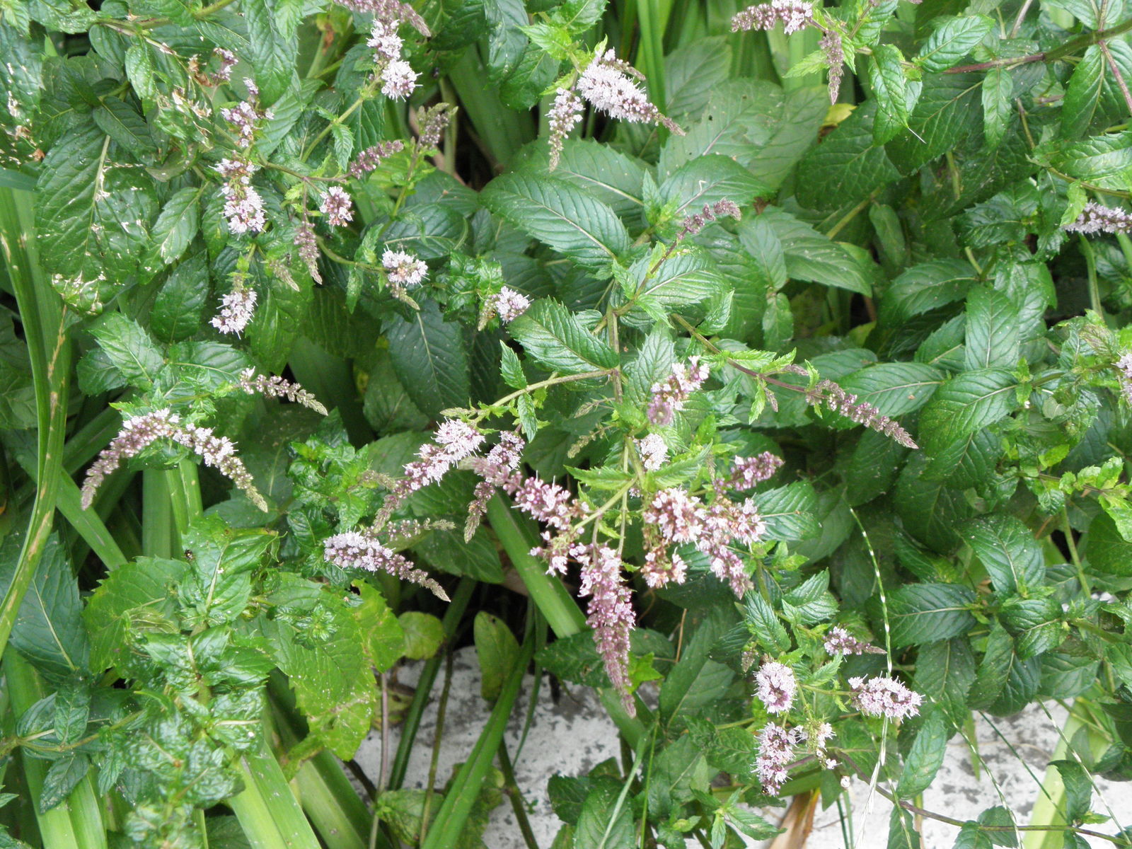 <p><strong>Common name</strong>: Spearmint</p><p><strong>Part used</strong>: Leaves</p><p><strong>Uses</strong>: <strong>Antimicrobial</strong>; used in various food and commercial products as flavorant</p><p><strong>Constituents</strong>: <strong>Carvone, limonene (monoterpenes)</strong>, sesquiterpenes</p>
