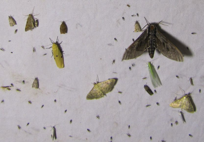 <p>ievāc <span>Lepidoptera un Neuroptera, bet primāri Lepidoptera</span></p>