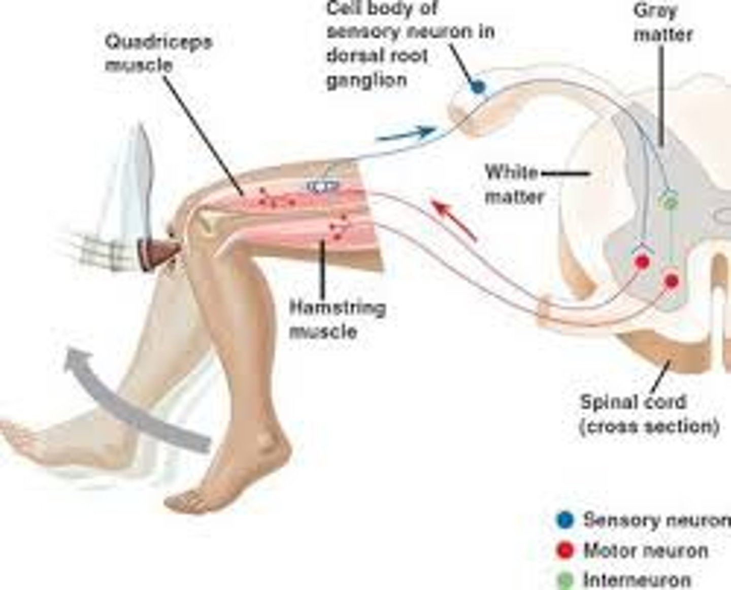 <p>An involuntary movement in reaction to a stimulus.</p>