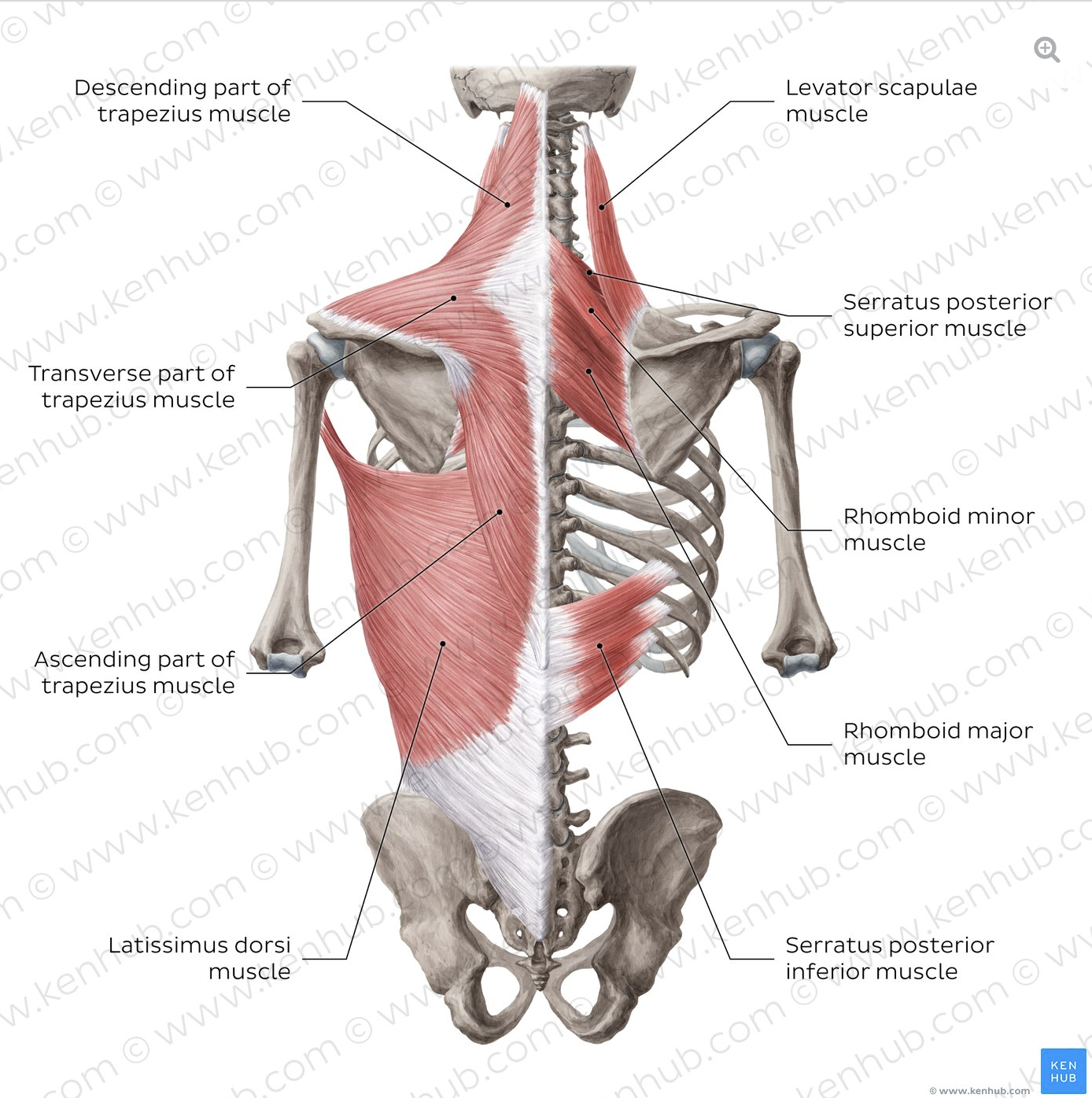 <p>Back Muscle Organization</p>