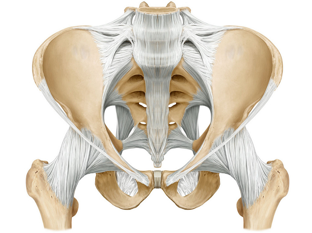 <p>Ligaments of the Pelvic Girdle and the structures they attach</p>